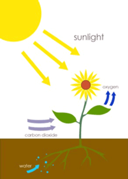 Photosynthesis Diagram Photosynthesis Diagram