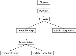 What are the coorrect order of steps required for aerobic cellular respiration?