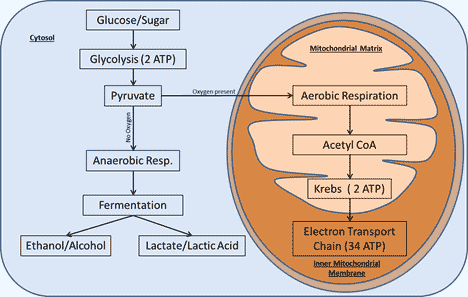 What is the role of oxygen in aerobic respiration?