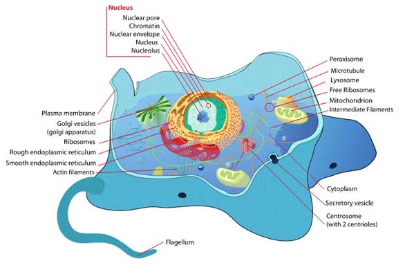 Cell Structure and Functions | Wyzant Resources