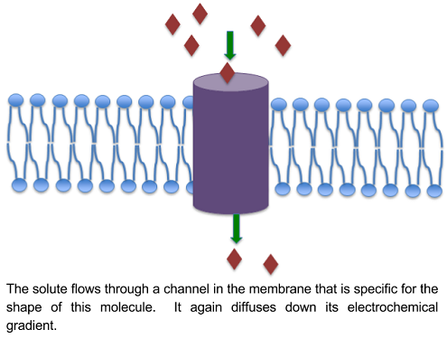 When does water stop moving across a membrane?