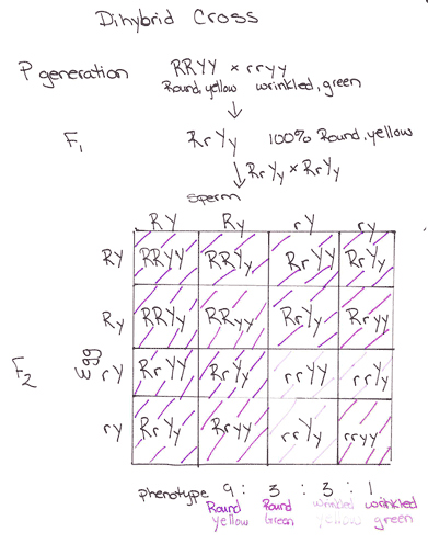 Predicting phenotypes and genotypes   biol110f2012 