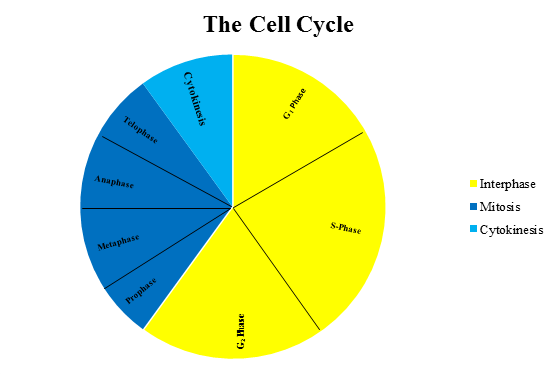 Parts Of A Cell Flow Chart