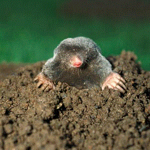 Moles | Wyzant Resources