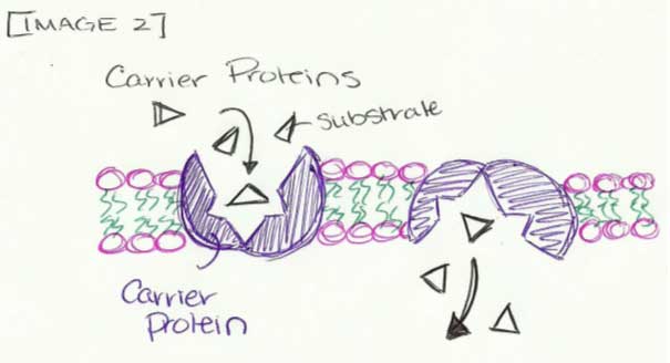 Facilitated Diffusion Diffusion Wyzant Resources