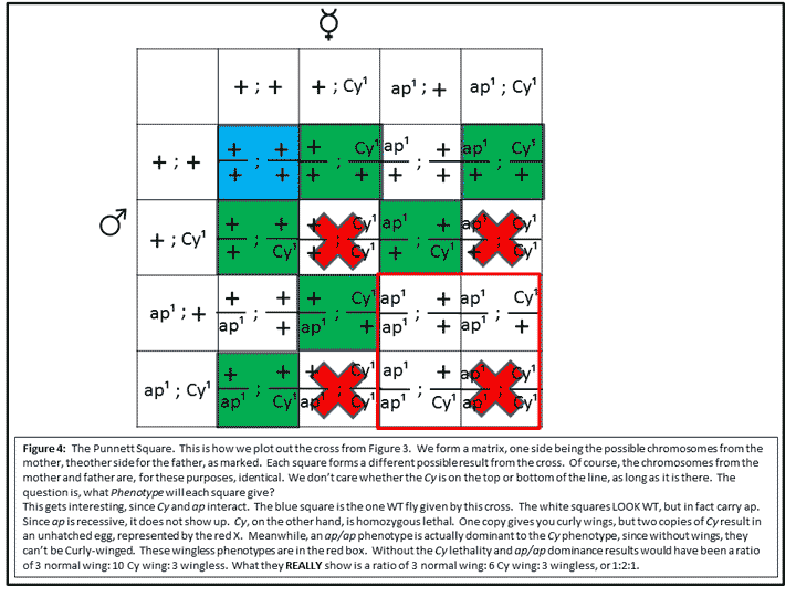 Punnett Square Punnett Square