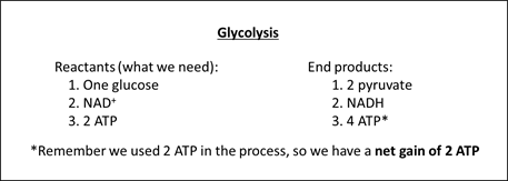 Glycolysis Quick Facts